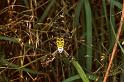 Argiope_bruennichi_P1492_Z_87_Les Gris_Frankrijk